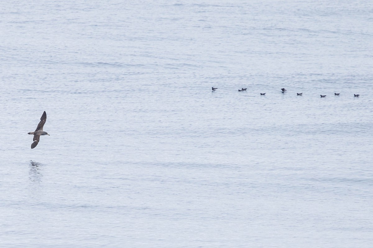 Cory's Shearwater (borealis) - ML621872977