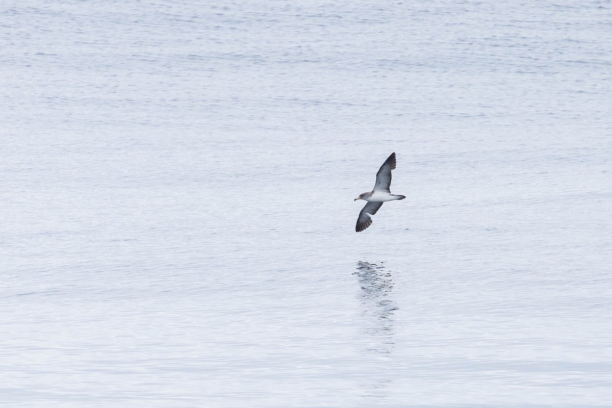 Cory's Shearwater (borealis) - ML621872978