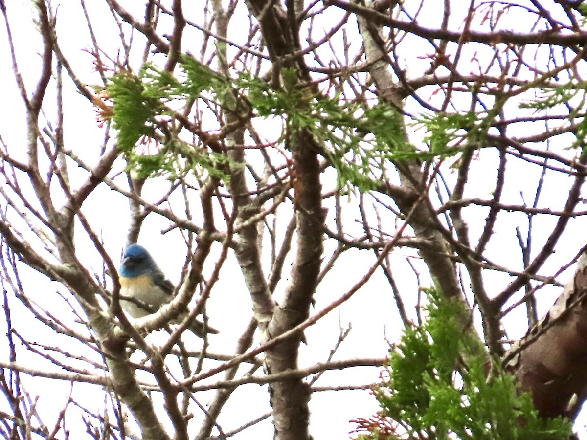 Lazuli Bunting - ML621873024