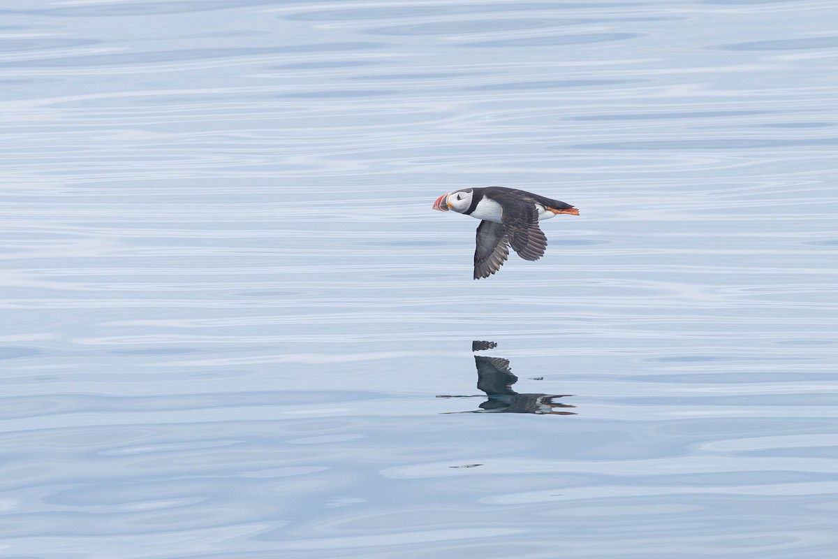 Atlantic Puffin - ML621873044