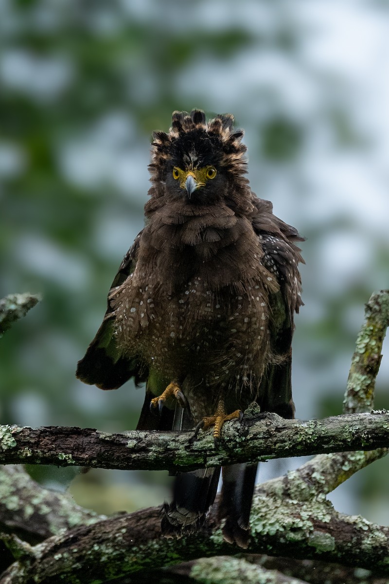 Crested Serpent-Eagle - Pranav Pula