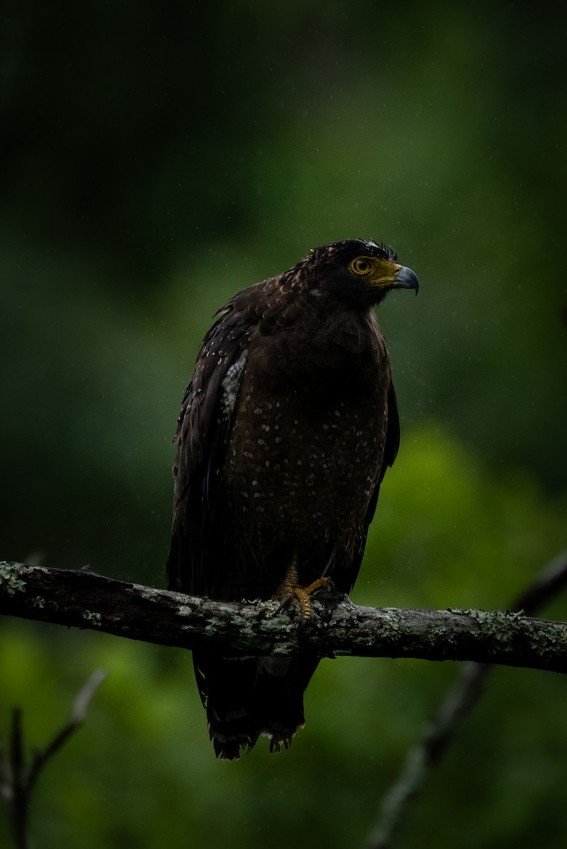 Crested Serpent-Eagle - ML621873089