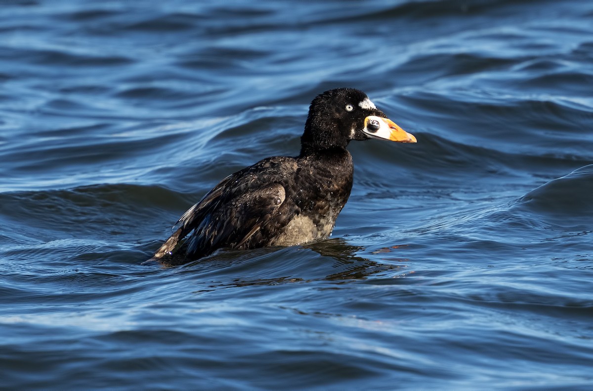 Surf Scoter - ML621873119