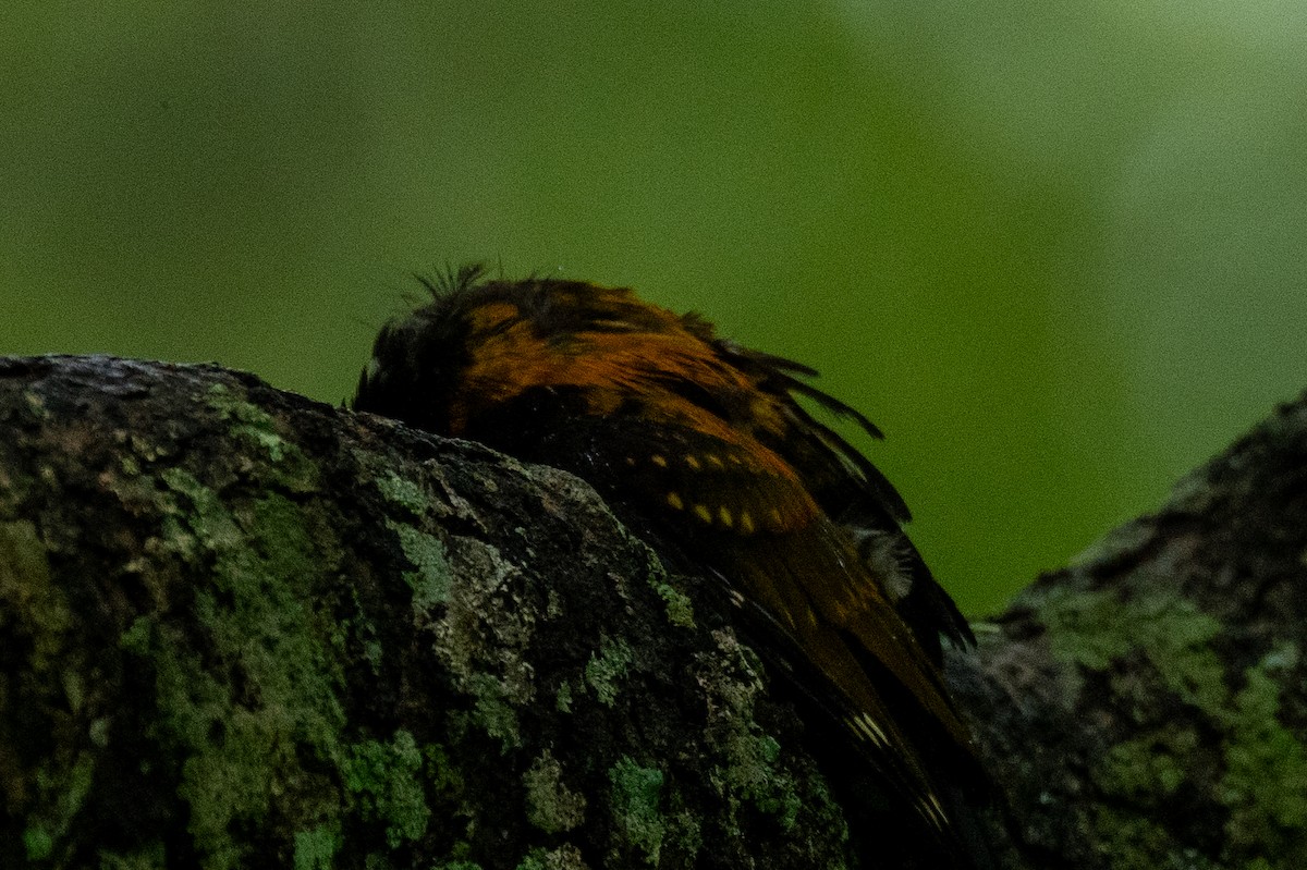 Black-rumped Flameback - ML621873167