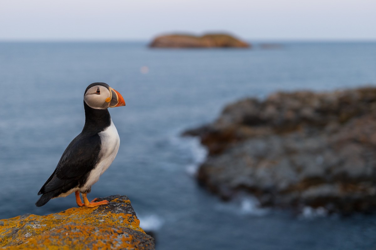 Atlantic Puffin - ML621873201