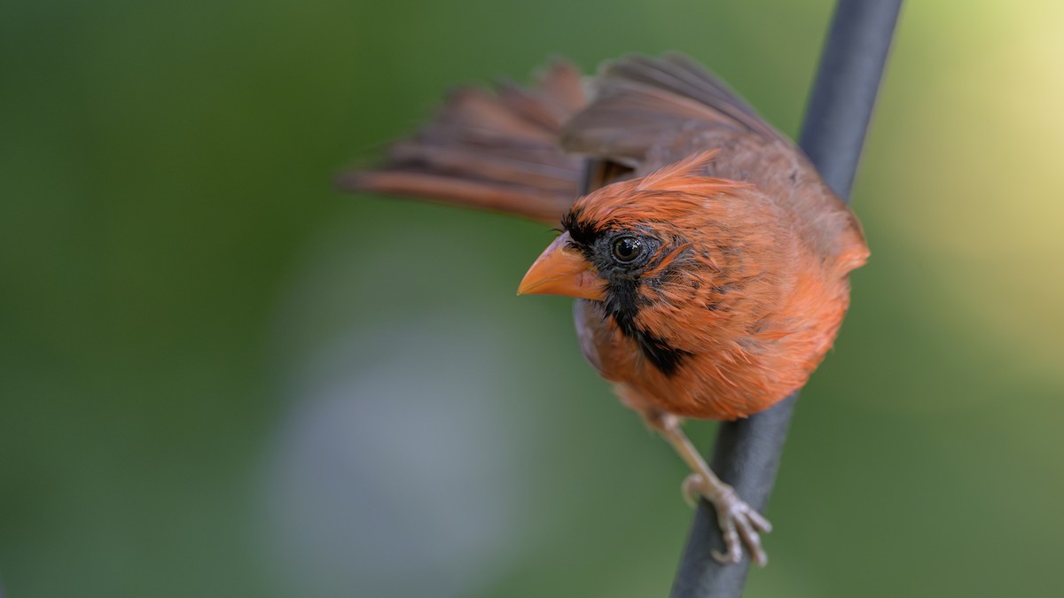 Cardinal rouge - ML621873289