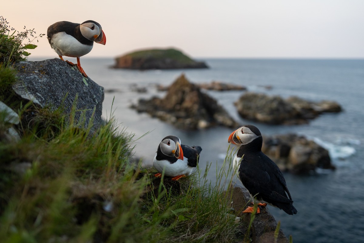 Atlantic Puffin - ML621873299