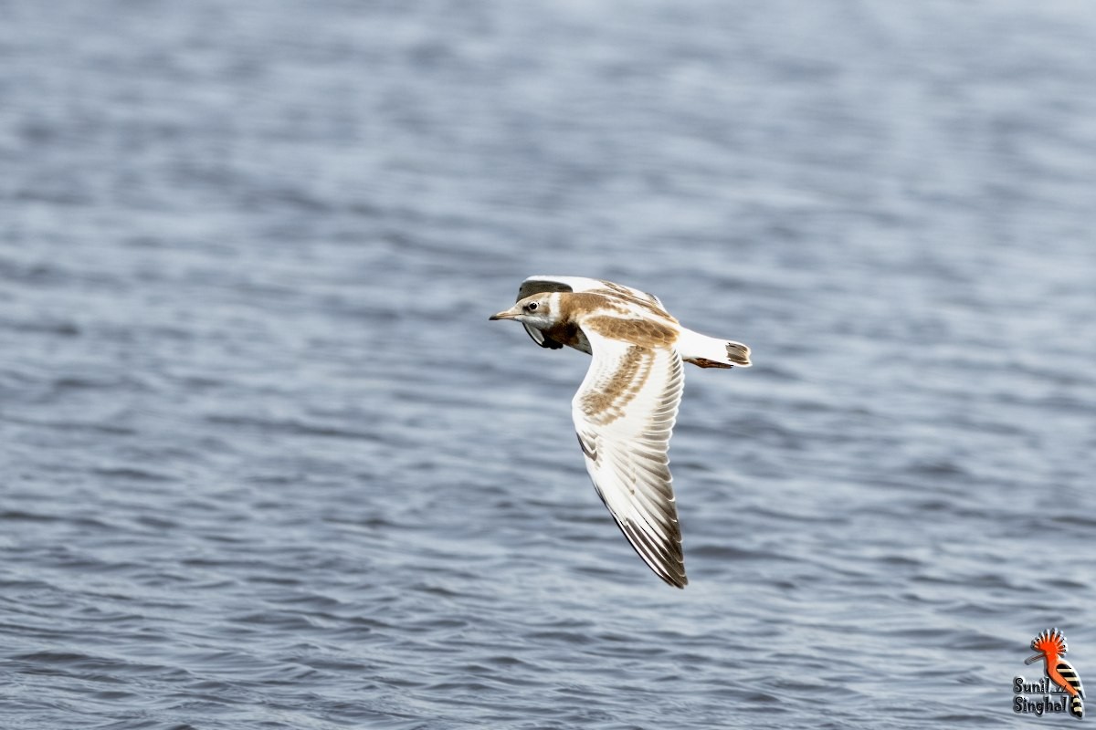 Black-headed Gull - ML621873300