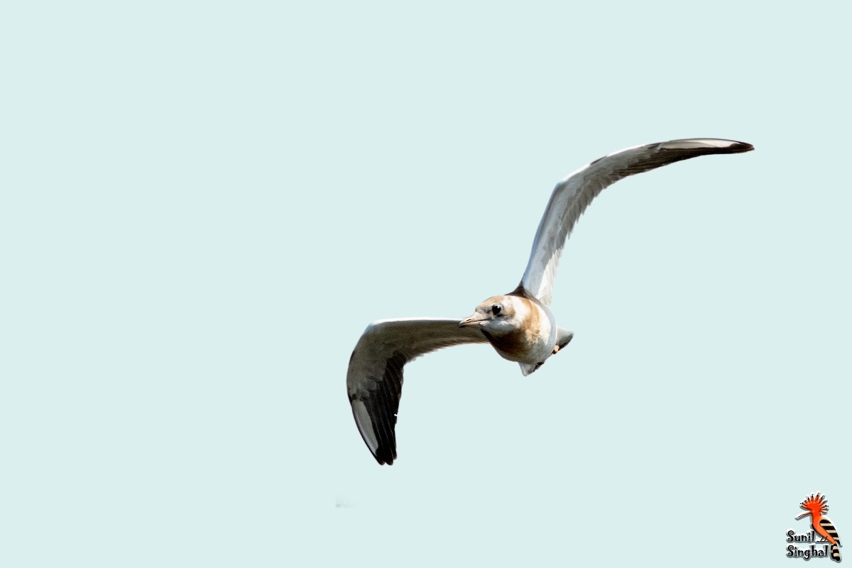 Black-headed Gull - ML621873301