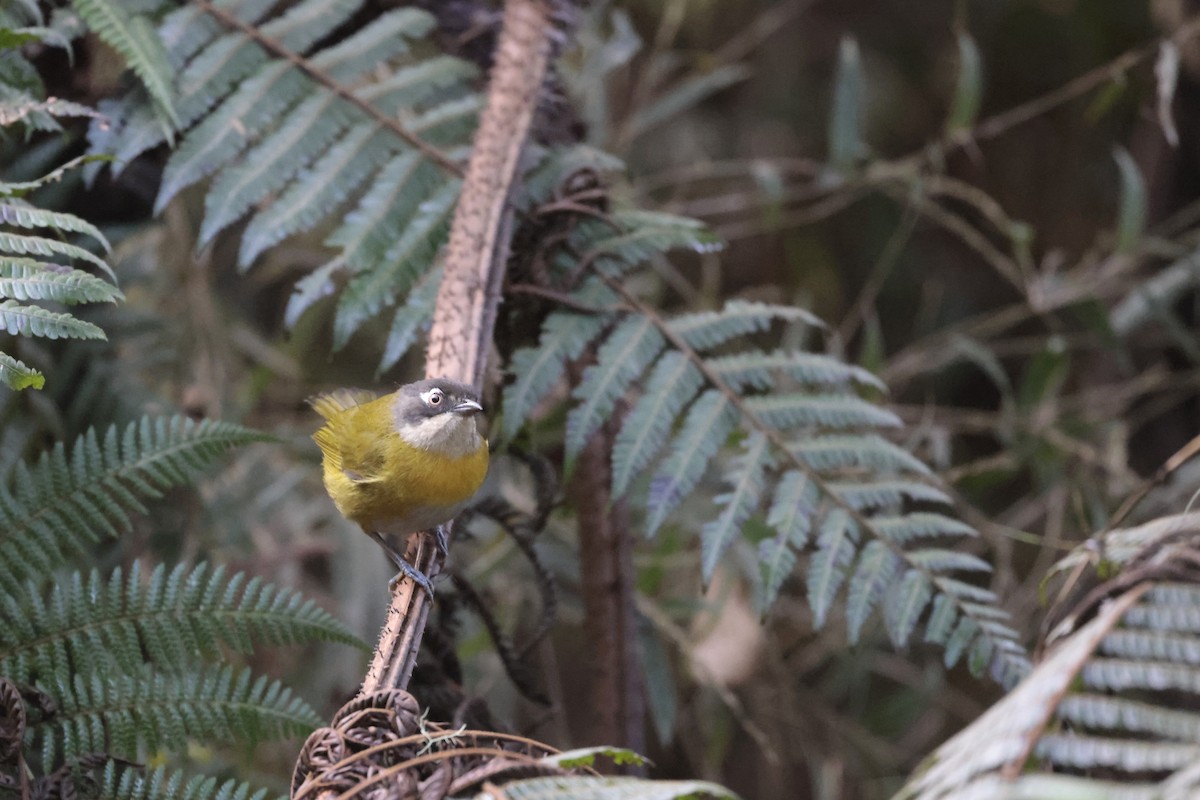 Common Chlorospingus (Northern Bolivia) - ML621873306