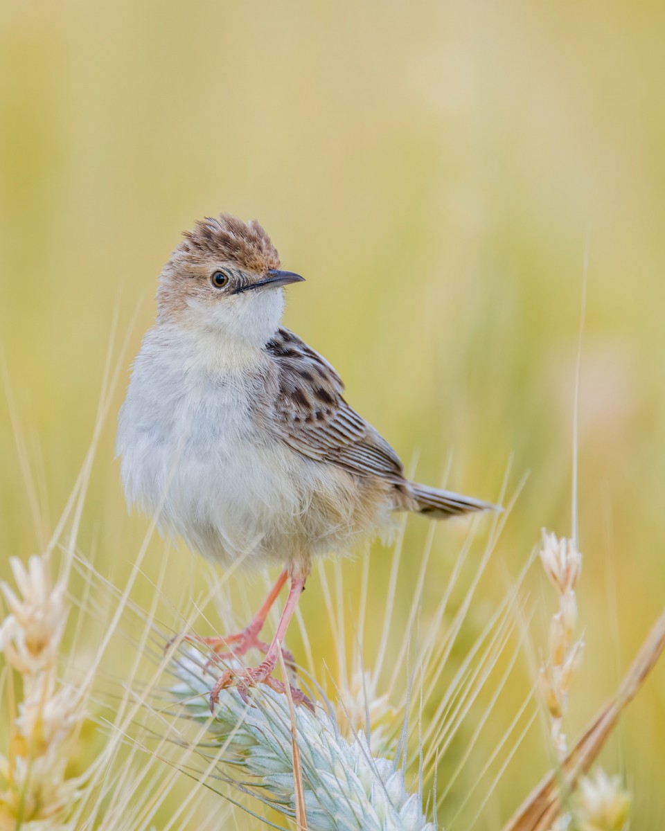 Zitting Cisticola - ML621873376