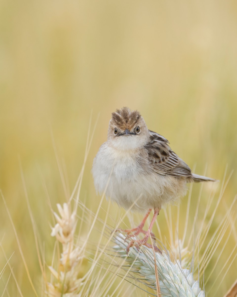 Zitting Cisticola - ML621873377