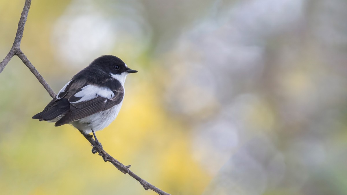 European Pied Flycatcher - ML621873380