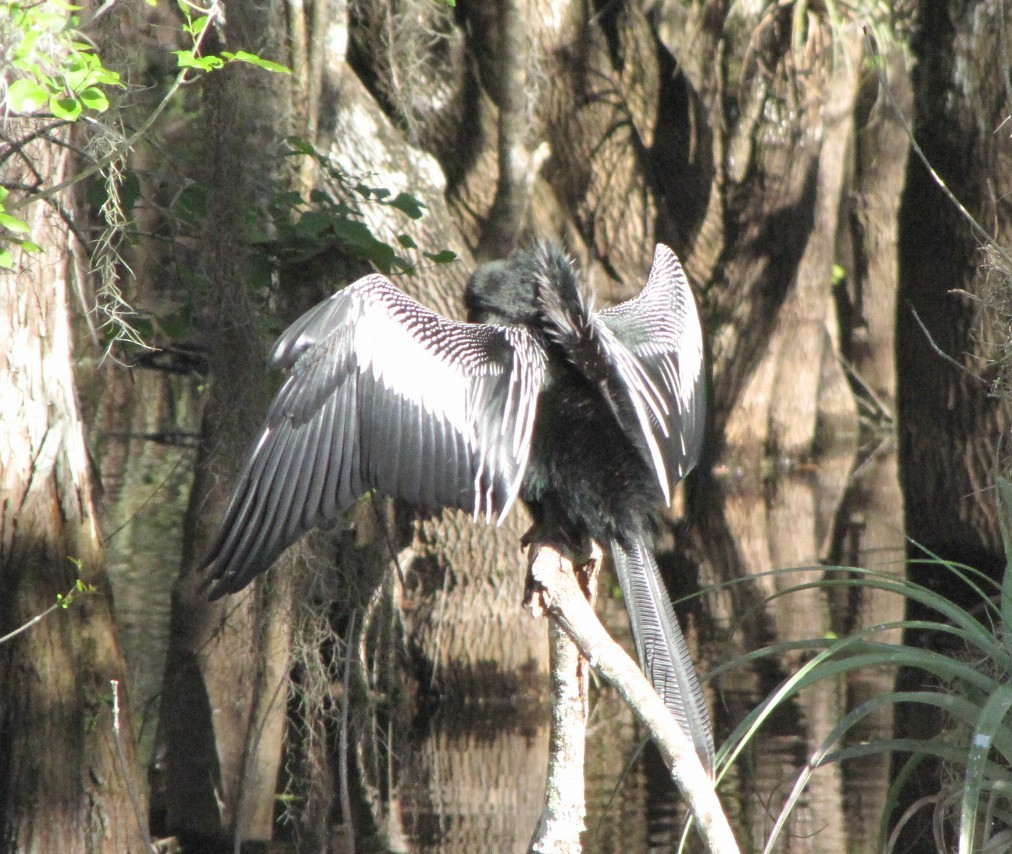 Amerika-Schlangenhalsvogel - ML621873448