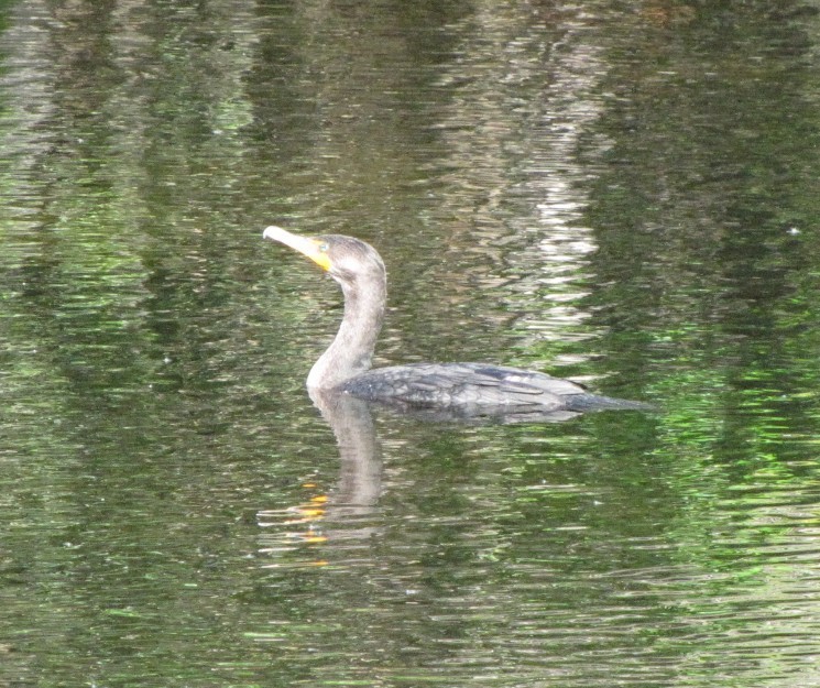 Double-crested Cormorant - ML621873449