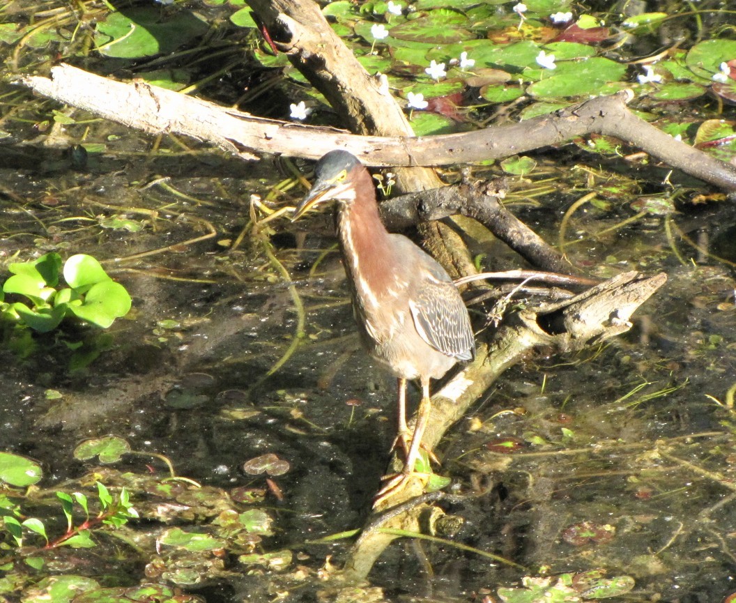 Green Heron - ML621873460