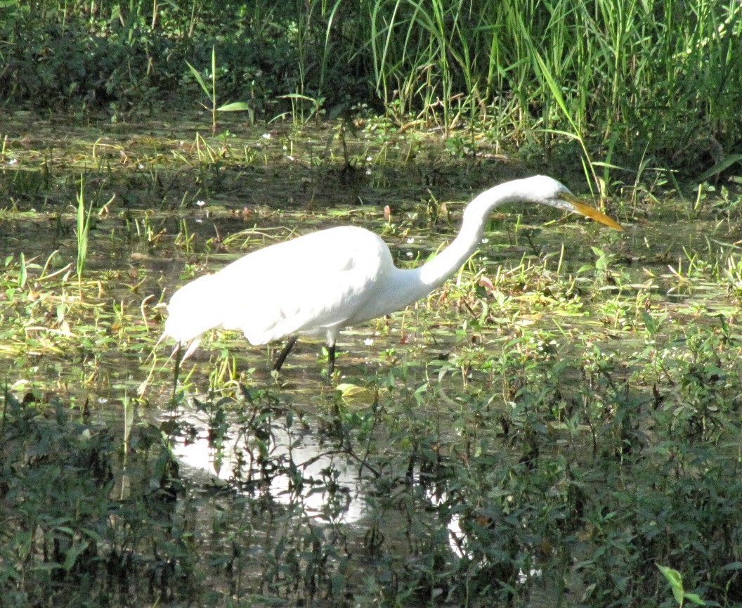 Great Egret - ML621873462