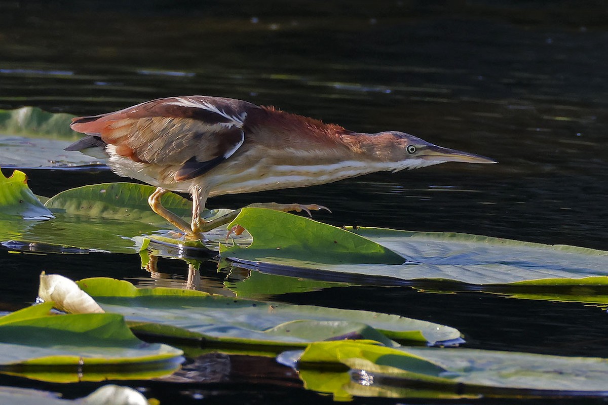 Least Bittern - Brian Morin