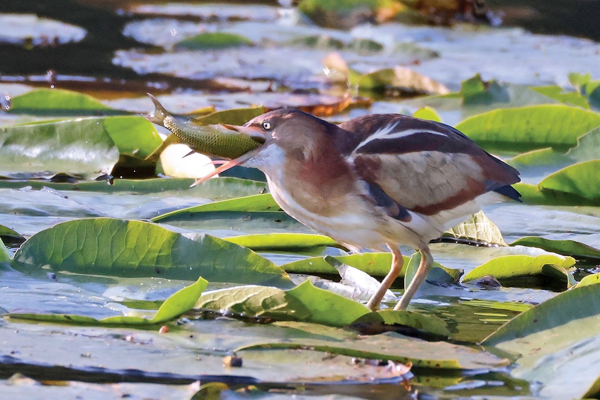 Least Bittern - Brian Morin