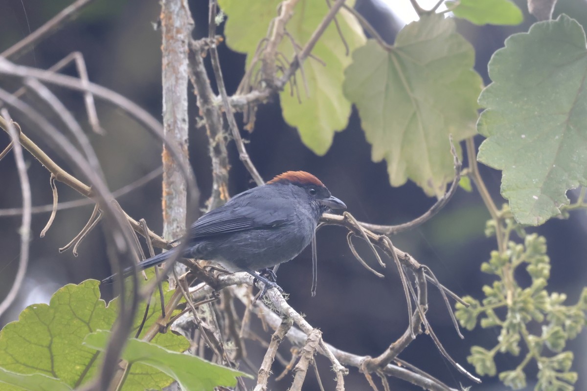 Slaty Tanager - ML621873473