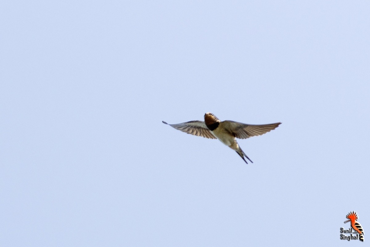 Barn Swallow - ML621873474