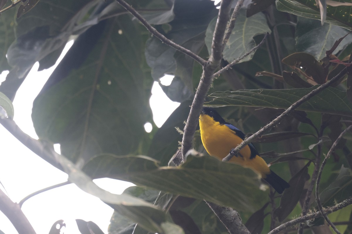 Blue-winged Mountain Tanager (Bolivian) - ML621873489