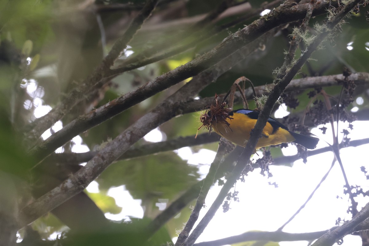 Blue-winged Mountain Tanager (Bolivian) - ML621873490