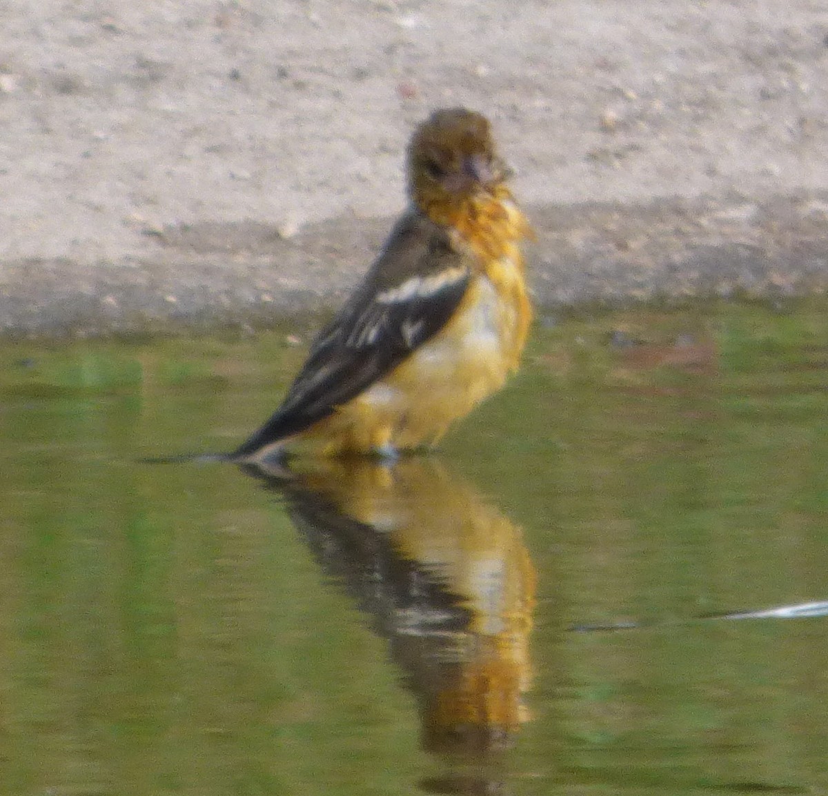 Baltimore Oriole - Hazem Alkhan