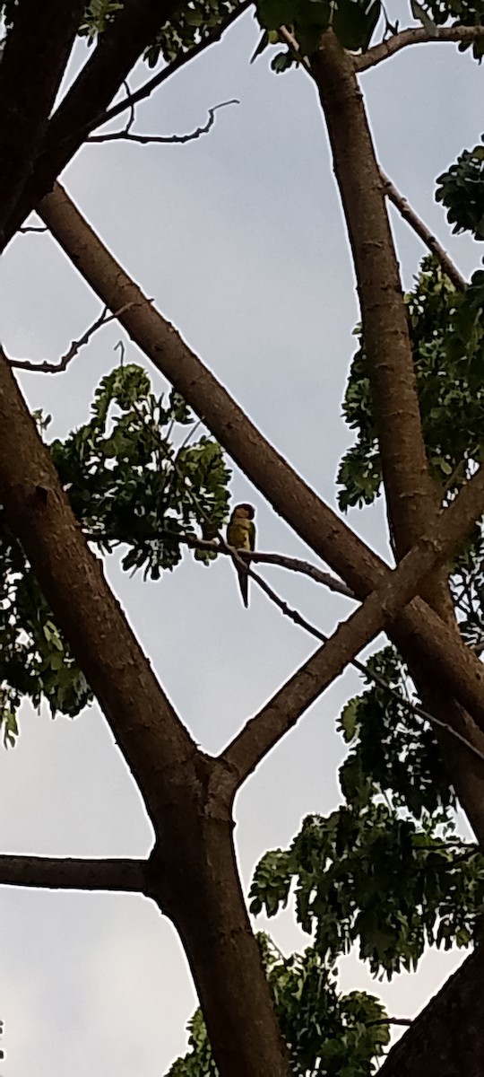 Brown-throated Parakeet - ML621873551