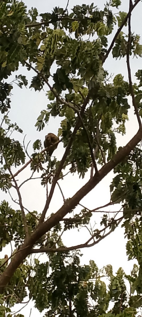 Brown-throated Parakeet - ML621873570