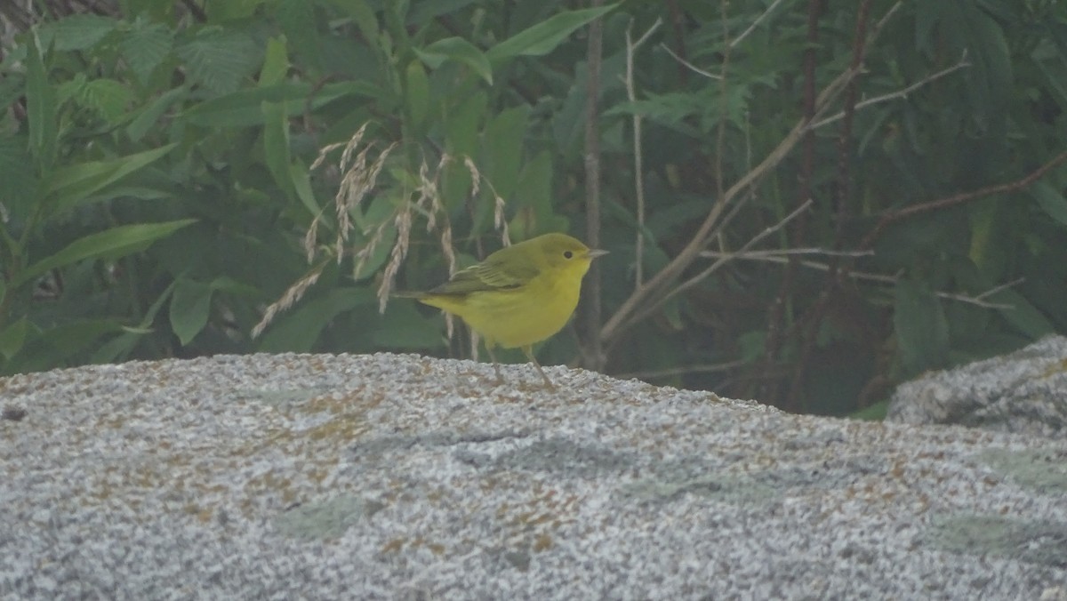 Yellow Warbler - ML621873573