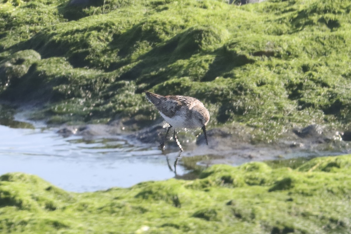 Western Sandpiper - ML621873581