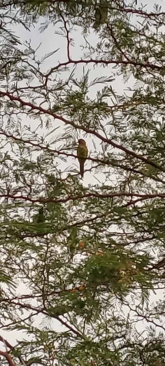 Brown-throated Parakeet - ML621873583