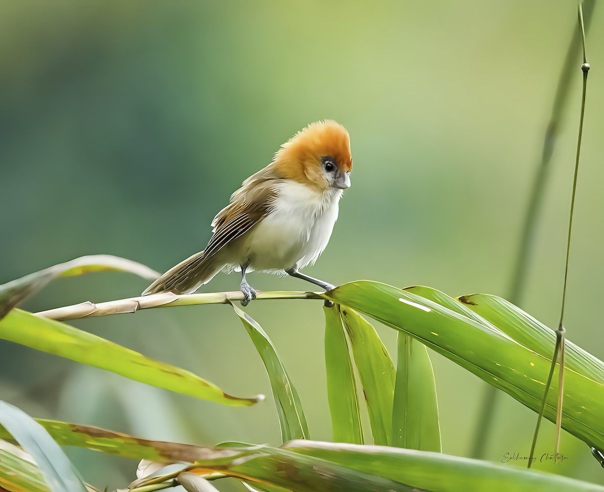 Pale-billed Parrotbill - Subhamoy Chatterjee