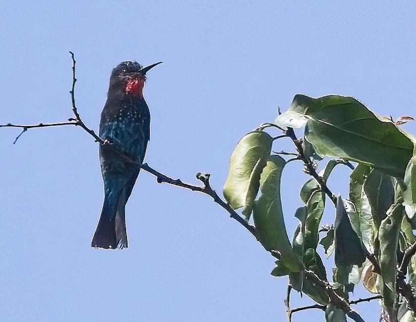 Black Bee-eater - ML621873594