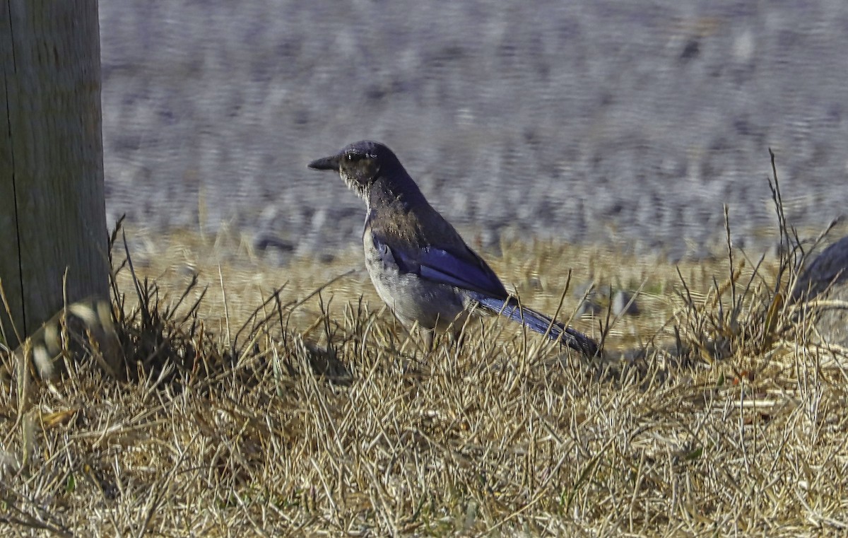 California Scrub-Jay - ML621873596