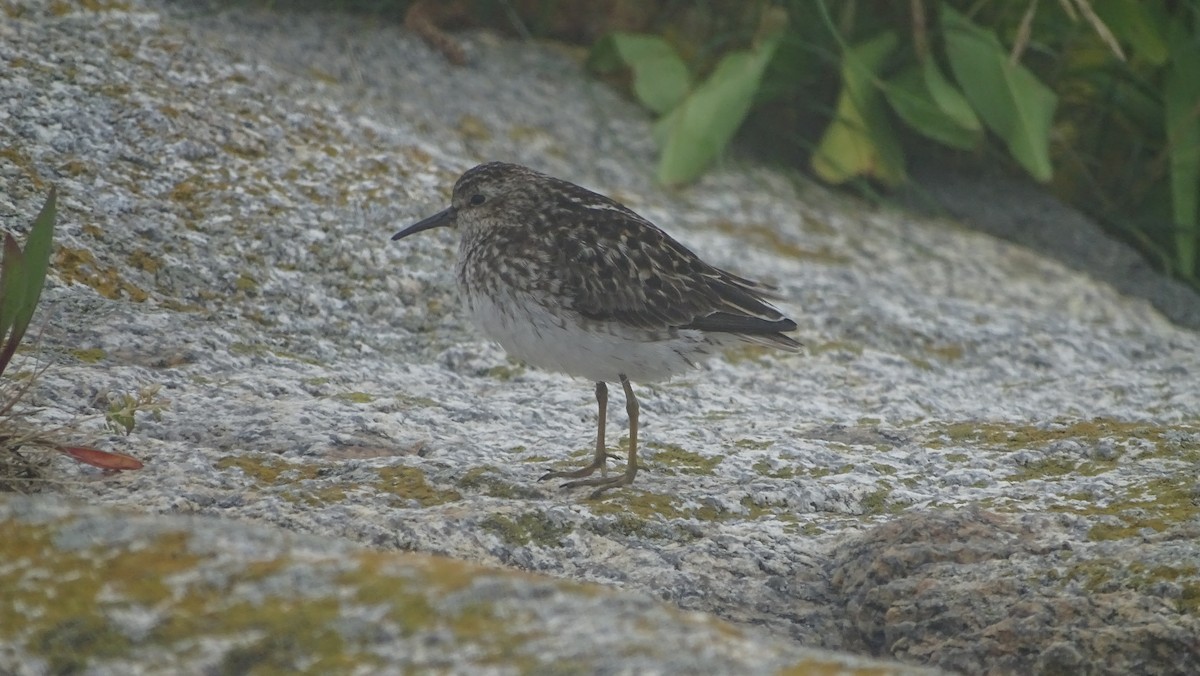 Least Sandpiper - ML621873597