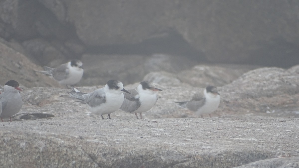 Arctic Tern - ML621873599