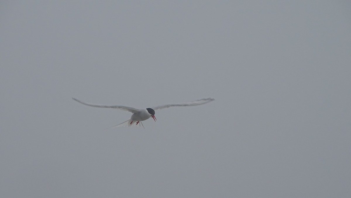 Arctic Tern - ML621873604