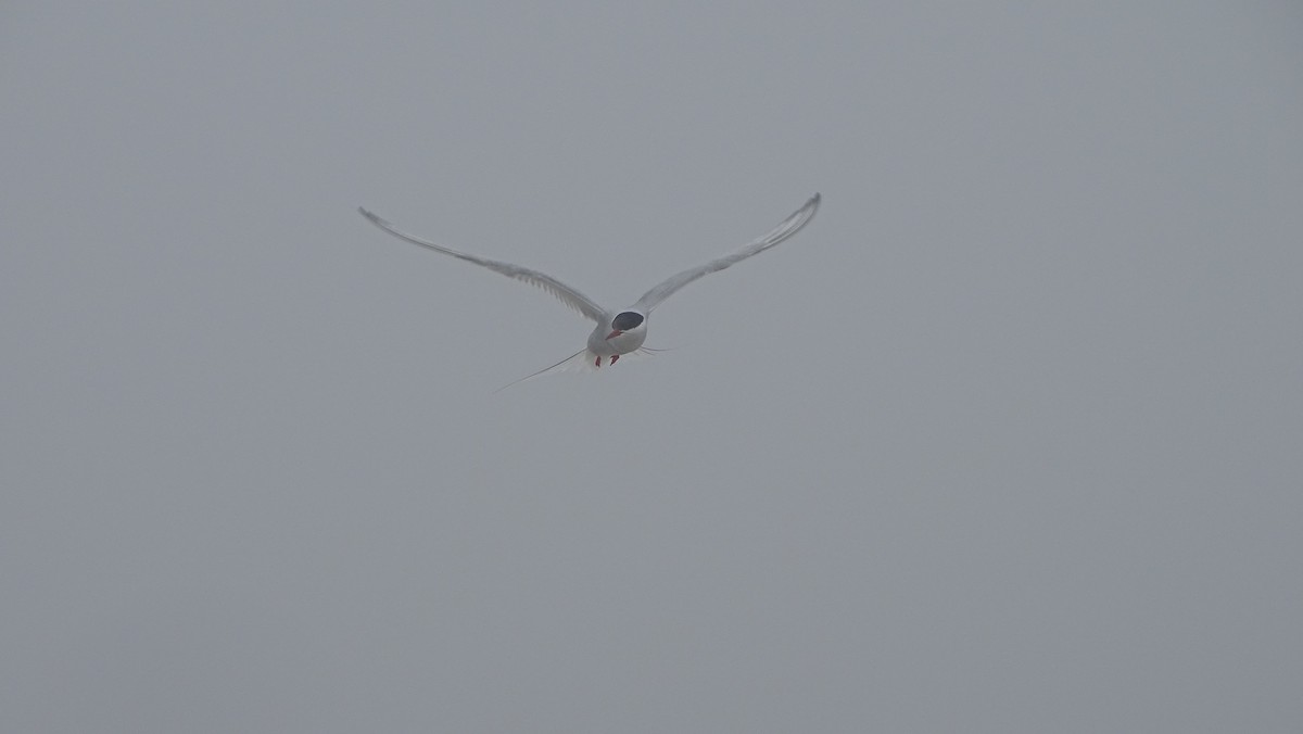 Arctic Tern - Amy Simmons