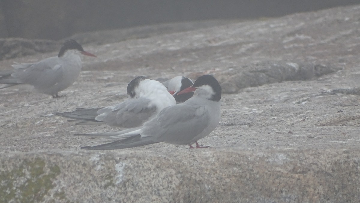 Arctic Tern - ML621873607