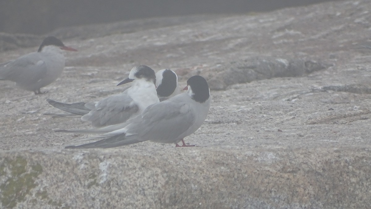 Arctic Tern - ML621873608