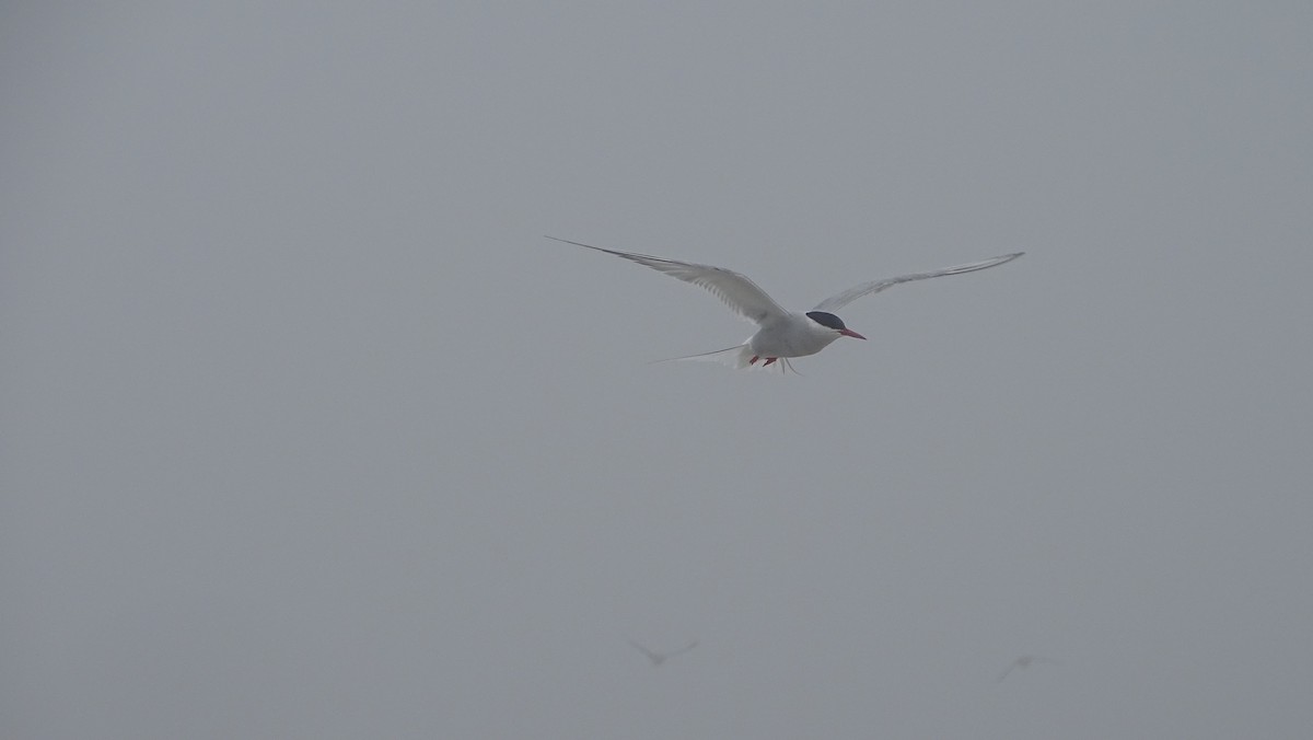 Arctic Tern - ML621873609