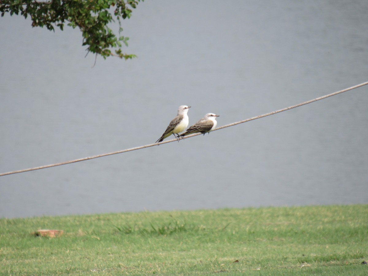 Scissor-tailed Flycatcher - ML621873613