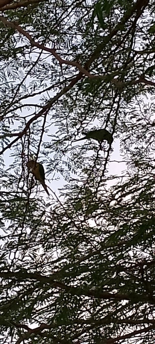 Conure cuivrée - ML621873614