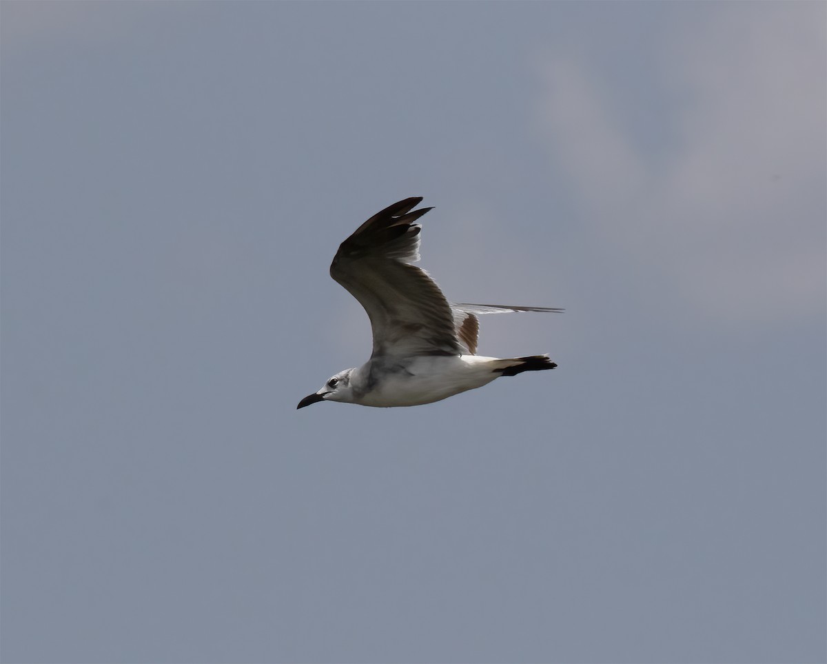 Gaviota Guanaguanare - ML621873616