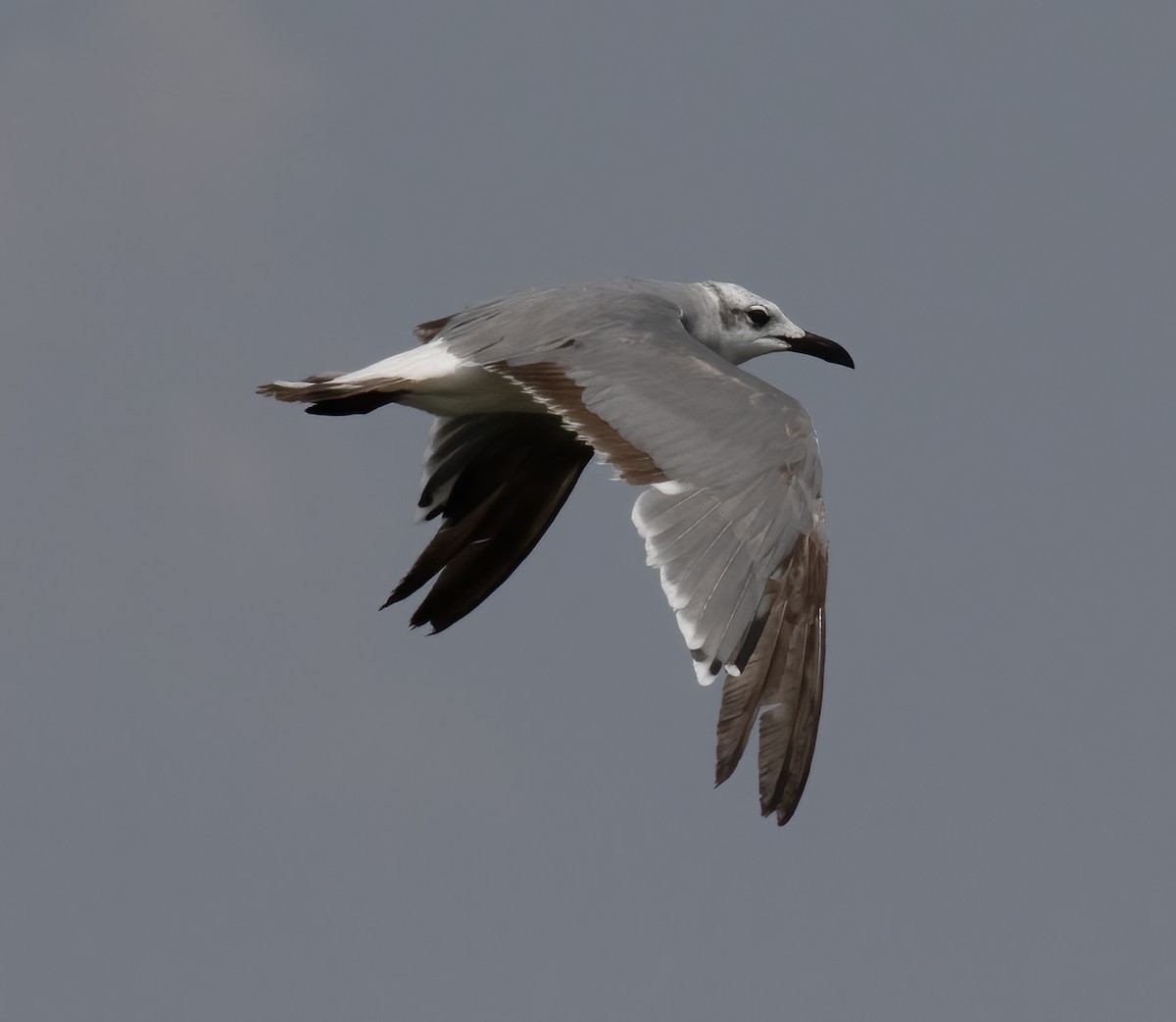 Gaviota Guanaguanare - ML621873617