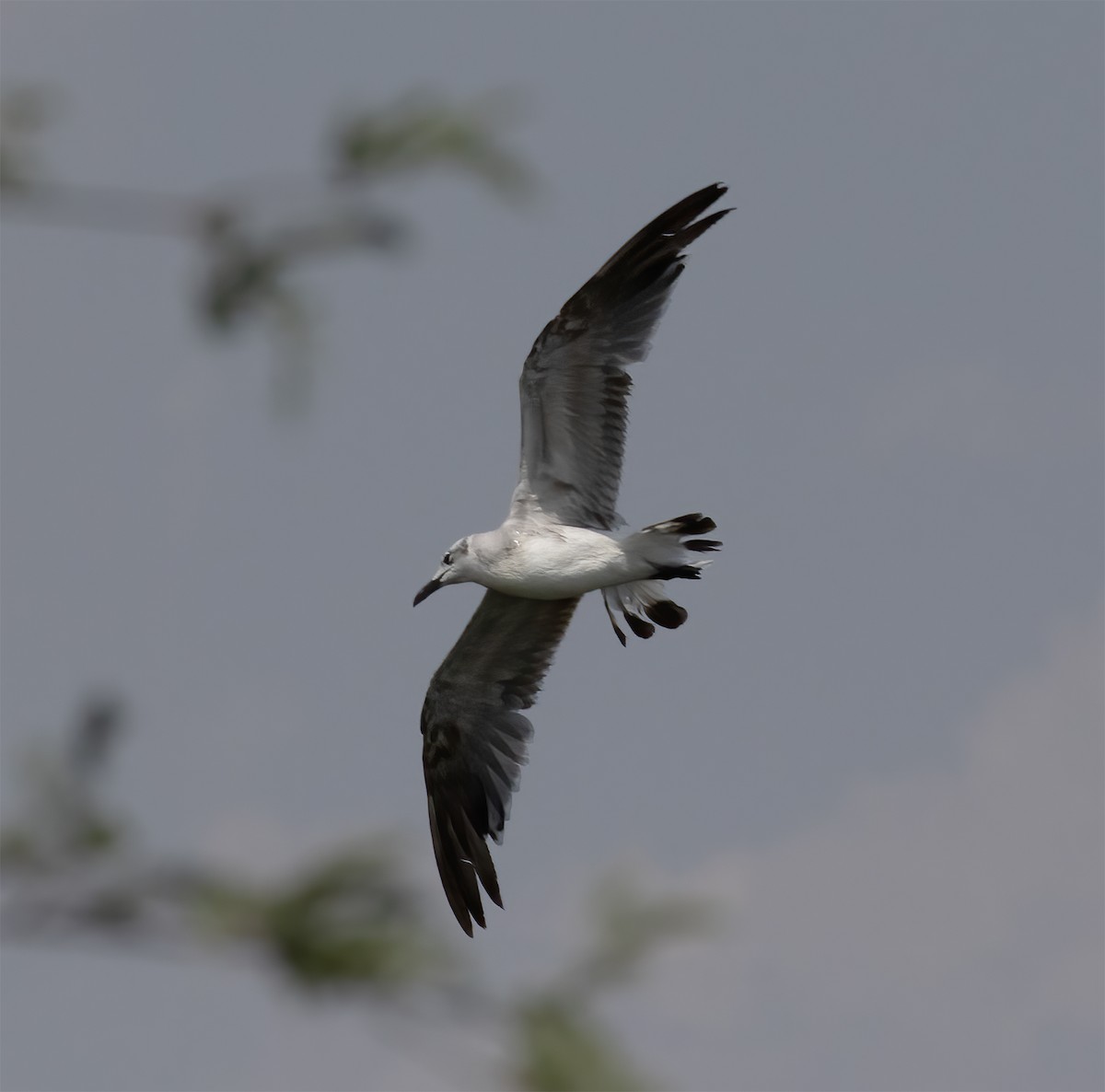 Gaviota Guanaguanare - ML621873618