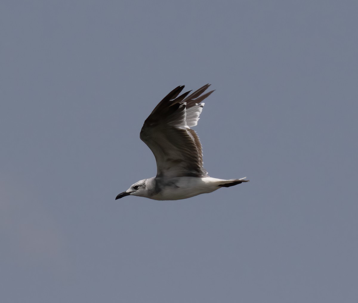 Laughing Gull - Gary Rosenberg