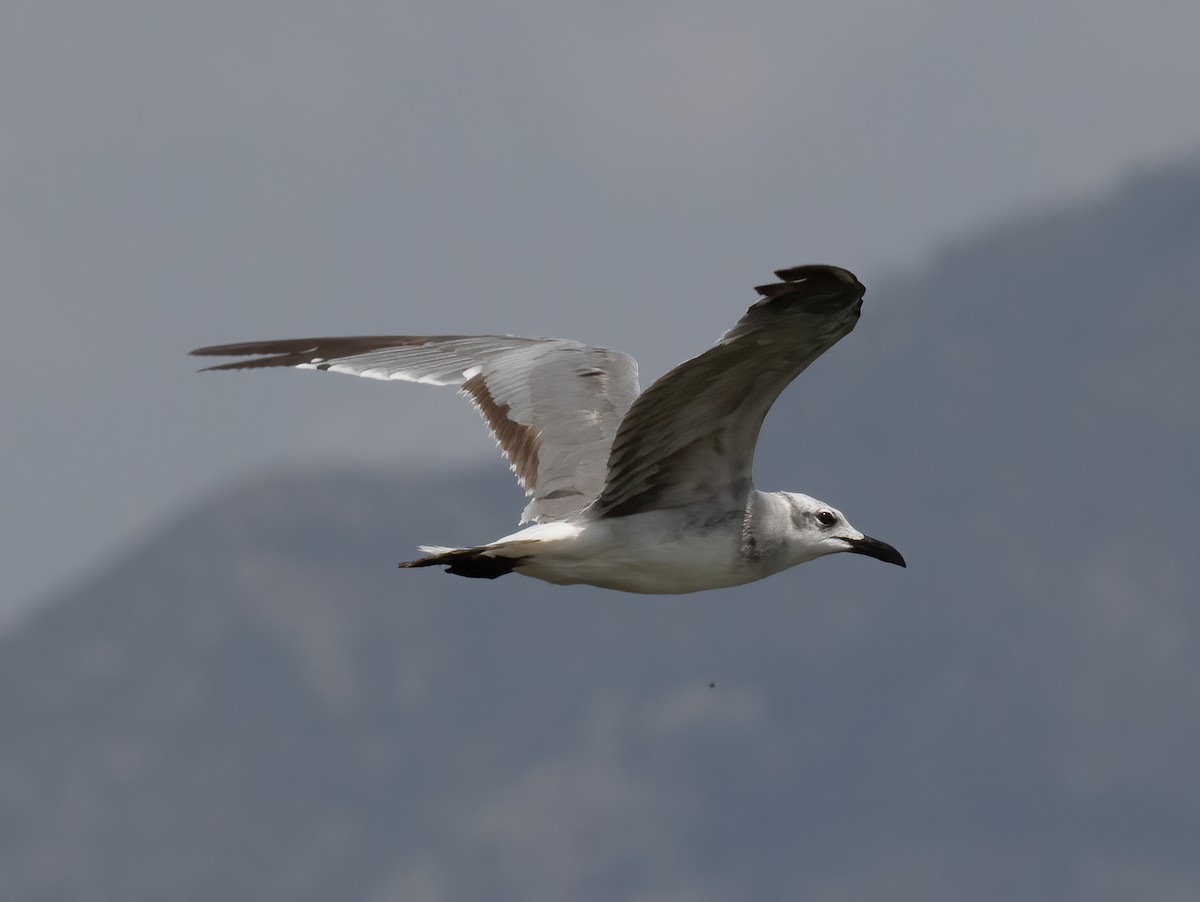 Gaviota Guanaguanare - ML621873623